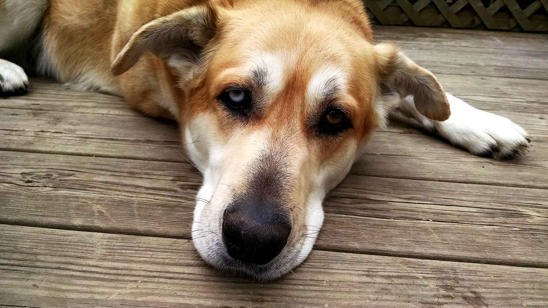 Dog on porch