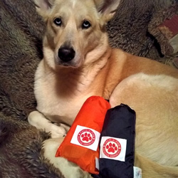 emergency dog harness